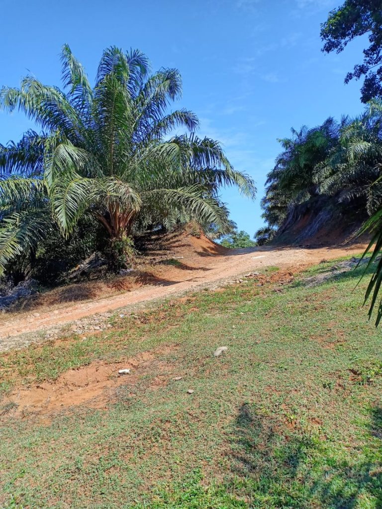 DIDUGA BELUM KANTONGI “HGU” Namun PT. DAIMON INDAH CEMERLANG telah “Beroperasi”DI WILAYAH BATIKNAU B/U