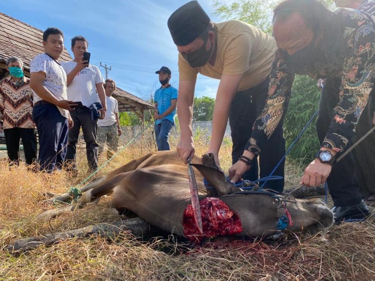 BARU SAJA MENDARAT “Sultan B Najamudin, Potong Hewan Qurban”.