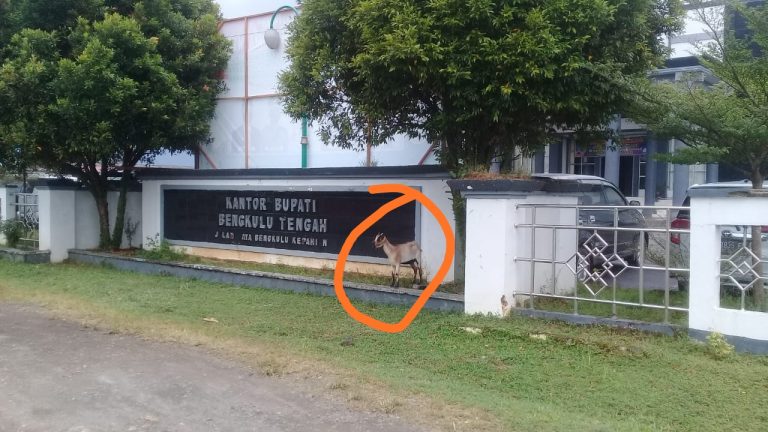 Diduga Satpol PP pejam mata” Se Ekor Kambing mangkal di depan Kantor Bupati Bengkulu Tengah,,