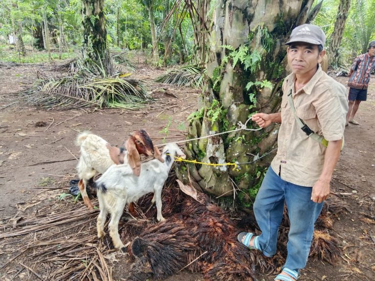 Pemdes Senali Melaksanakan Penyerahan Bibit Kambing Program Ketahanan Pangan DD, Th 2024